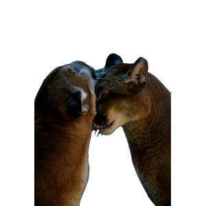 Two Cougars Nuzzling Each Other With Affection In Their Natural Habitat. 17747 - Cat PNG image with transparent background